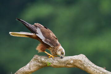 Flying Birds of prey Marsh harrier Circus aeruginosus, hunting time Poland Europe