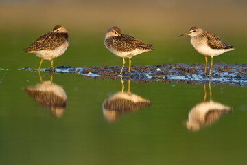 Shorebirds - Wood Sandpiper Tringa glareola, wildlife Poland Europe