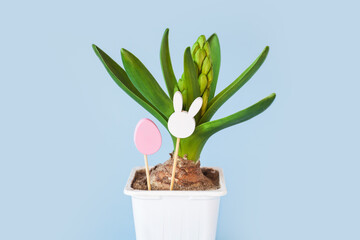 young hyacinth flower in a plastic pot. Easter wooden toys in egg shape and rabbit head on minimal pastel light blue background. kids, child, childhood, eggs hunt concept. copy space, place for text