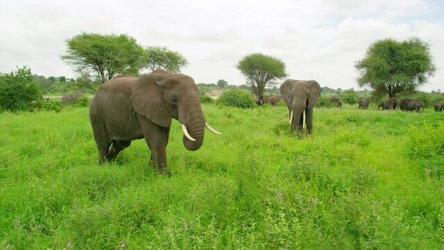 Herd of elephants grazing in the meadow.