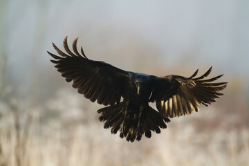 Bird Common Raven Corvus corax, dark style big black scary bird