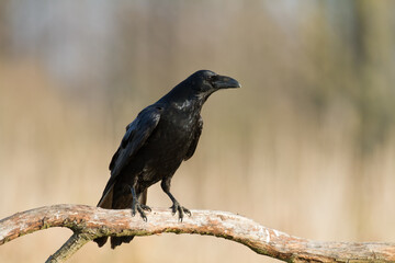 Bird Common Raven Corvus corax, dark style big black scary bird