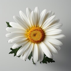 Daisy Flower, Hd , On White Background 