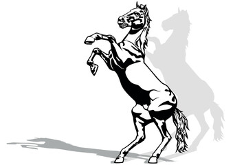 Drawing of Rising Horse on a Hind Legs - Black Illustration Isolated on White Background, Vector - 666484243