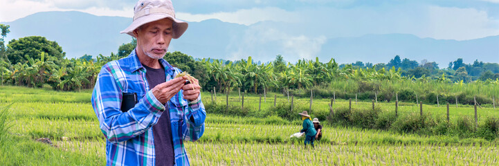 Asian senior farmer inspecting rice seed 