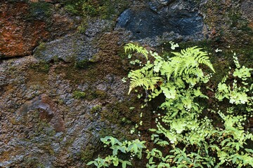 moss on stone