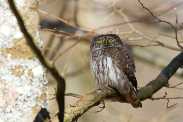 Pygmy owl Glaucidium passerinum little owl natural dark forest north parts of Poland Europe