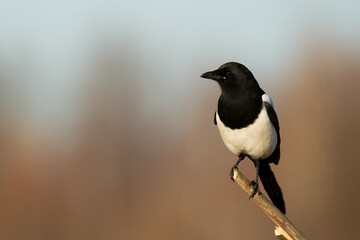 The Eurasian Magpie or Common Magpie or Pica pica on the branch with colorful background, winter time