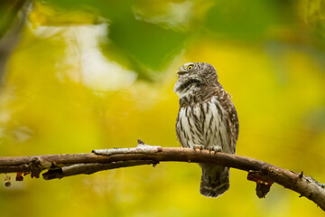 Pygmy owl Glaucidium passerinum little owl natural dark forest north parts of Poland Europe