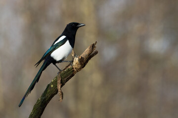 The Eurasian Magpie or Common Magpie or Pica pica on the branch with colorful background, winter...