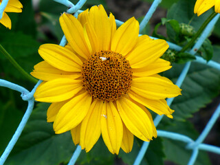 garden sunflower blue metal fence yellow flower
