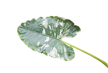 Alocasia variegated leaf with rain drop isolated - 666486402