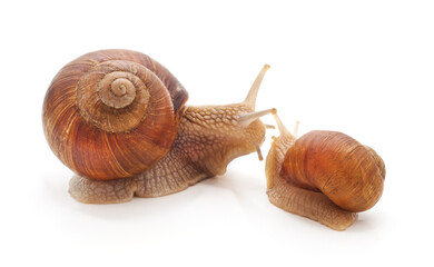 Two large snails.