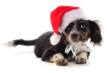 Dog in Christmas hat.
