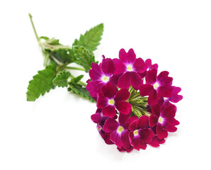 Obraz premium One verbena flower.