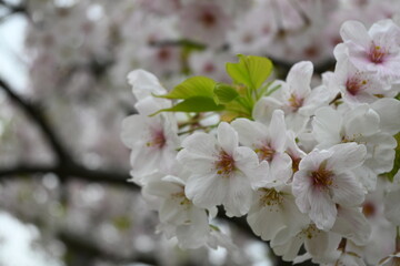 Obraz premium 桜の花と葉