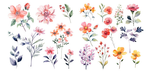 Watercolor flowers on a white background without shadows for illustration. - obrazy, fototapety, plakaty