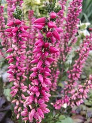 Pink decorative heather in the garden close-up