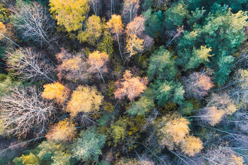 Nature of Estonia, colorful autumn forest, above view.