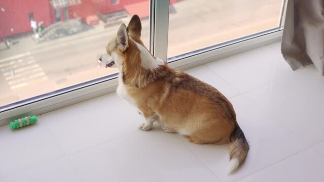 Cute Pembroke Corgi dog sitting at home near the window and looking at the street. Watching people. The dog is waiting for the owner. Waiting  the master. 4k