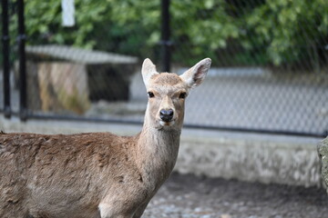こちらを見る鹿／シカ