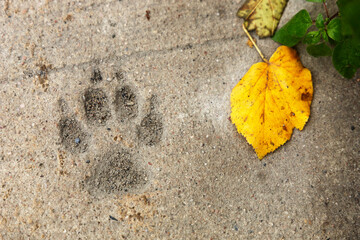 A dog's footprint on concrete with a yellow leaf nearby. - Powered by Adobe