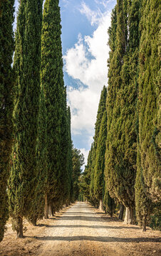old cypresse avenue in Arezzo, Tuscany, Itaky
