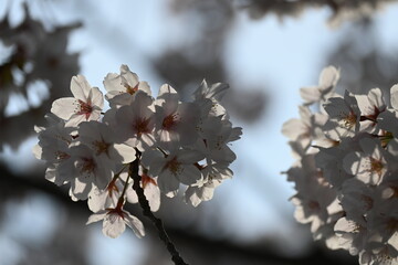 桜の花