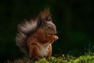 Hungry Eurasian red squirrel (Sciurus vulgaris) in the forest of Noord Brabant in the Netherlands.
