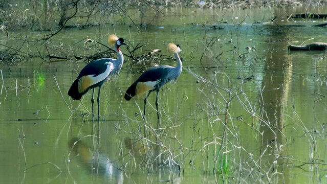 Two gray crowned crane birds stare carefully at their surroundings.