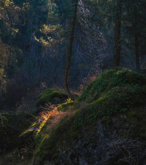 Beautiful coniferous forest, spruce growing on huge boulder covered with moss
