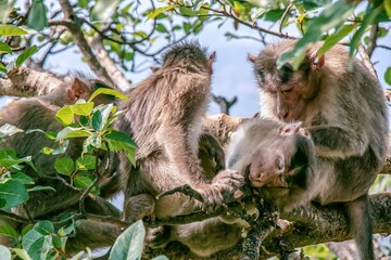 monkey relaxing 