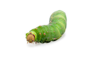 Antheraea mylitta, Tussar silkworm, Vanya silkworm isolated on white background