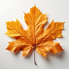 Obraz premium Realistic Fall Leaf , Hd , On White Background 