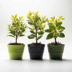 Realistic Set Small Potted Green, Hd , On White Background 