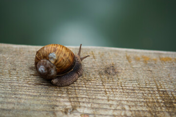 A large snail in a shell crawls on the grass, close-up view