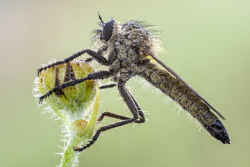 robber fly with dew drops