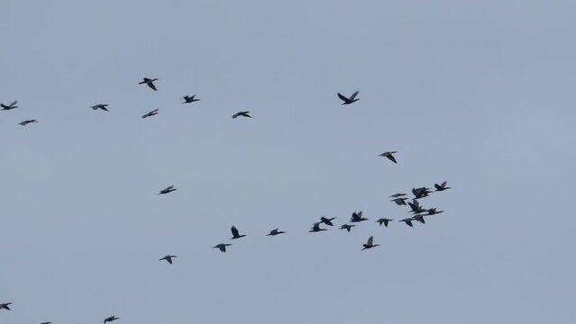 Flock of birds soaring together in formation against a clear sky.