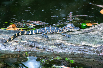 Baby Alligator on log
