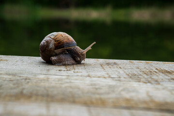 A large snail in a shell crawls on the grass, close-up view