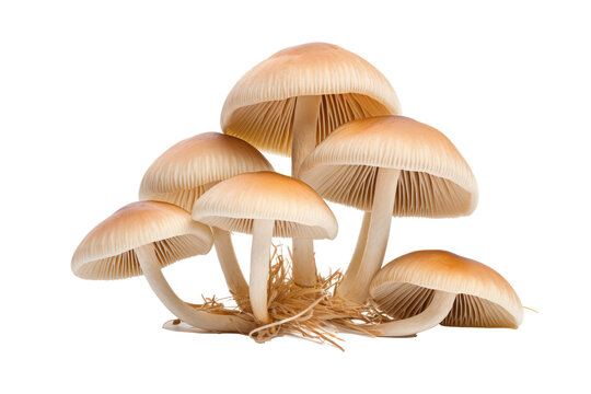 Inocybe mushrooms