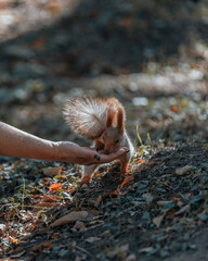 Portrait of a squirrel. Urban wildlife. Eurasian red squirrel (Sciurus vulgaris). Autumn park of Ukraine. The forest is full of rich, warm colors.
