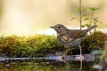 Bird - Song Trush Turdus philomelos on the forest puddle amazing warm light sunset sundown