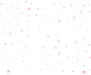 Beautiful delicate cherry petals.