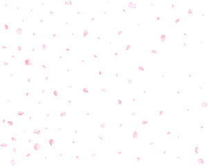 Beautiful delicate cherry petals.