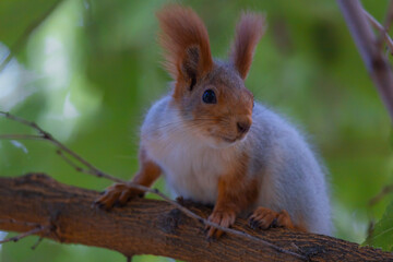 Portrait of a squirrel. Urban wildlife. Eurasian red squirrel (Sciurus vulgaris). Autumn park of Ukraine. The forest is full of rich, warm colors.