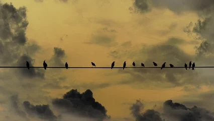 Fototapeten flock of birds on a wire fence white grey sky background © Alextra