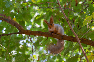 Portrait of a squirrel. Urban wildlife. Eurasian red squirrel (Sciurus vulgaris). Autumn park of Ukraine. The forest is full of rich, warm colors.