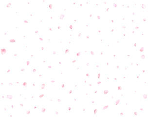 Beautiful delicate sakura petals.