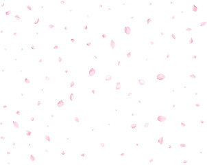 Beautiful delicate sakura petals.